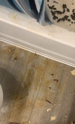 Bathroom cleanup of dog feces and urine