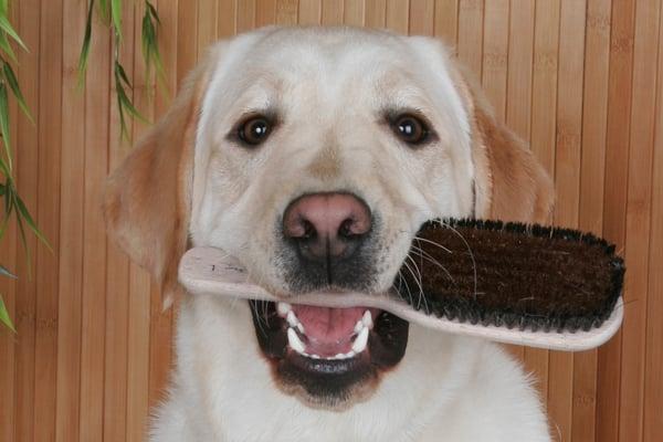 hogan ready to be groomed