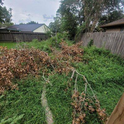 Dead and overgrown trees GONE!