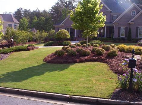 Long Leaf Pine Needles Mulch