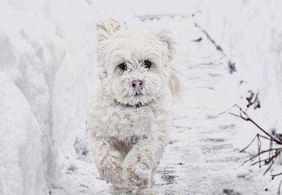 Fendi my snow bunny sprinting in the snow