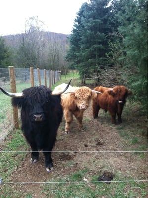 Highland cattle in pasture nearby.