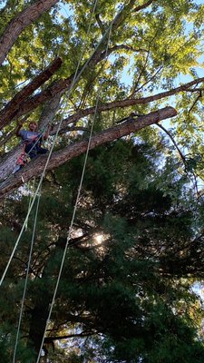 Trimming branches over the house