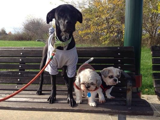 Just three dogs hanging at the park on this beautiful fall afternoon