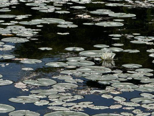 Fishing lake