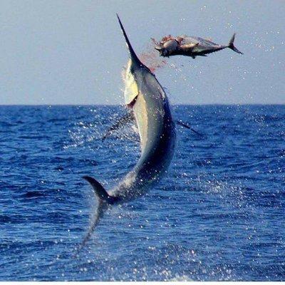 Offshore fishing out of hatteras nc