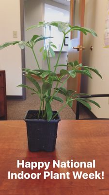 Thank you for the office plant!