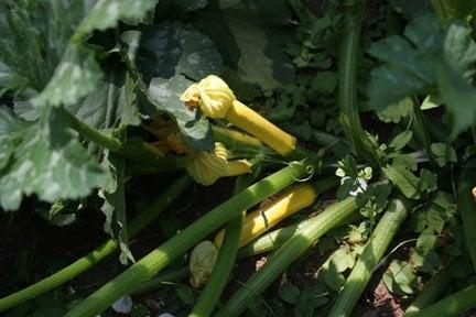 Great yielding squash, grown organically