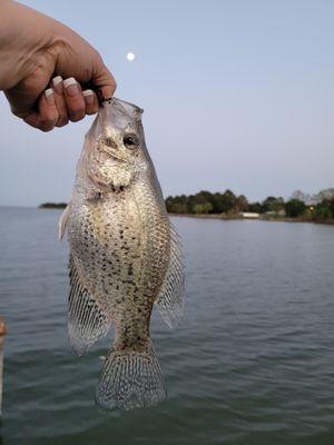 Crappie caught at Lake Tawakoni