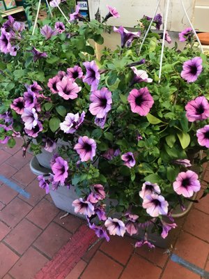 Gorgeous hanging baskets