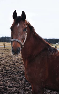 Broodmare "Liberty's Ooh La La"