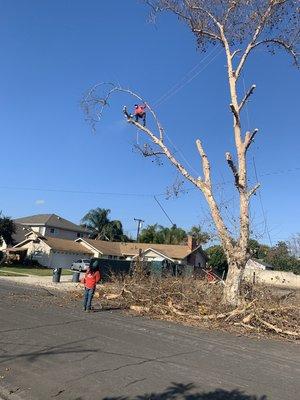 Removing tree