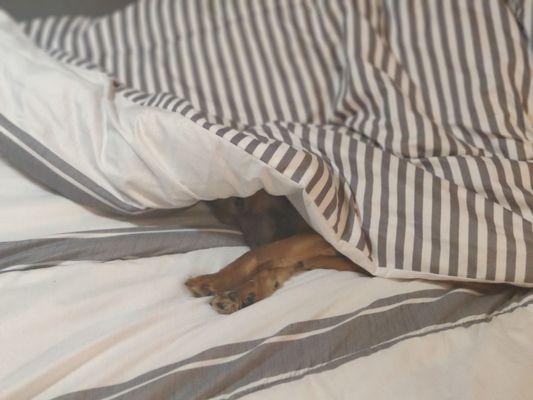 Hi I am Remington. Napping in the comforter my mommy and daddy purchased at DD's Discount's, is my warmest place to rest