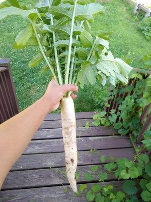 Daikon grown from seed from Kitazawa Seed Company