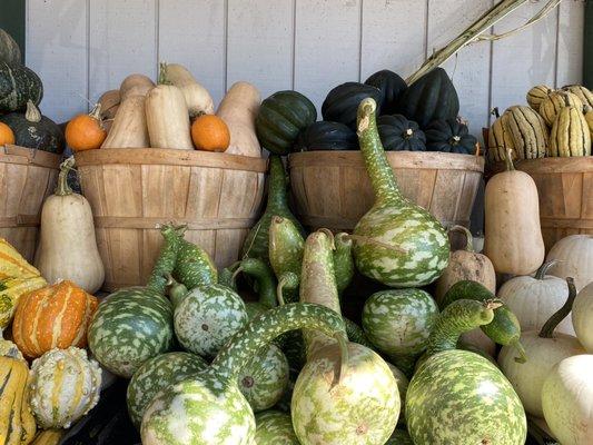 Swan gourds