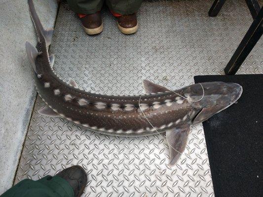 Keeper sturgeon