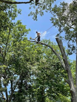 Tree removal