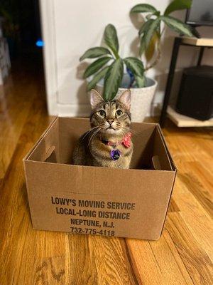 Lowy's Moving Service