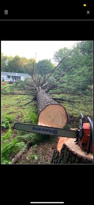 Large tree down