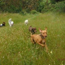 Our pet boarding charges love to play chase on their daily walk.