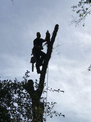 Dunkle's Tree Service