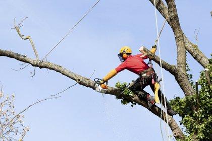 Ax Men Tree Service - Darien NY