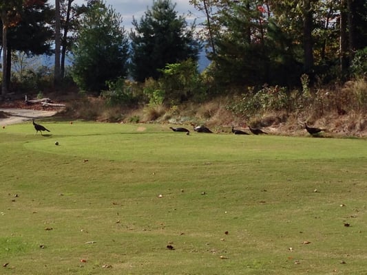 8 wild turkey hens on #13 hole