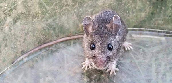 Correctly identifying the species of mice you have in your home is important before deciding on your next steps.