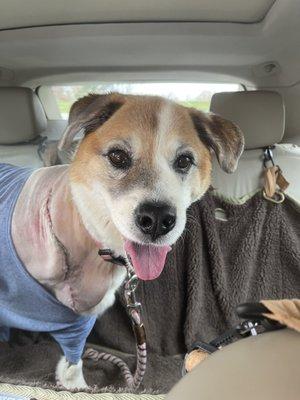 White Chocolate Mousse aka MOUSSEY after her leg amputation- she smiling with joy upon seeing we were arriving at Forsyth Animal Hospital!