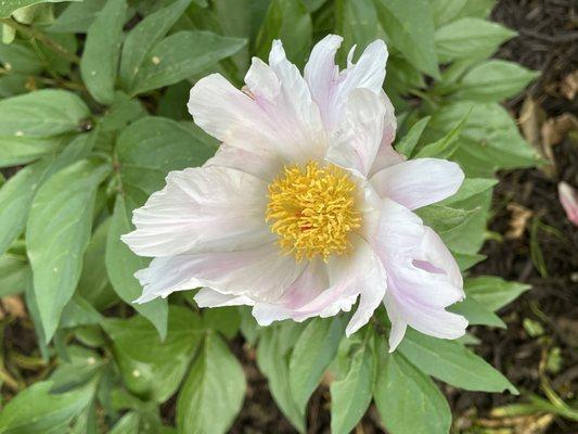 Peony Perfection