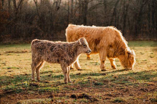 Scottish Highland cattle- Fuzzy cows