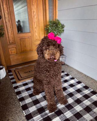 Happy Lola after surviving her first Rattlesnake Bite.