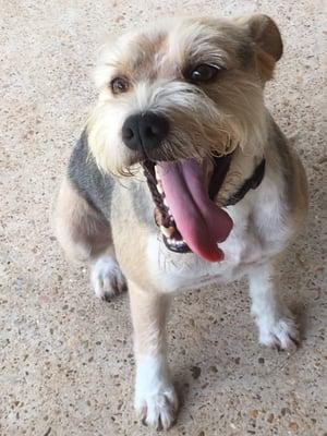 Update: 6/25/16. Benji. Adopted in front of Tractor Supply on Adoption Day from DeSoto Parish Animal Shelter, 9/19/15. Groomed!