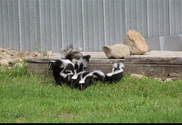 Family of skunks