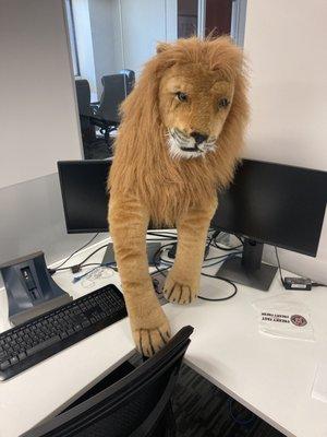 Aslan hard at work!