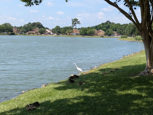 Egret & ducks at Kempsville Lake