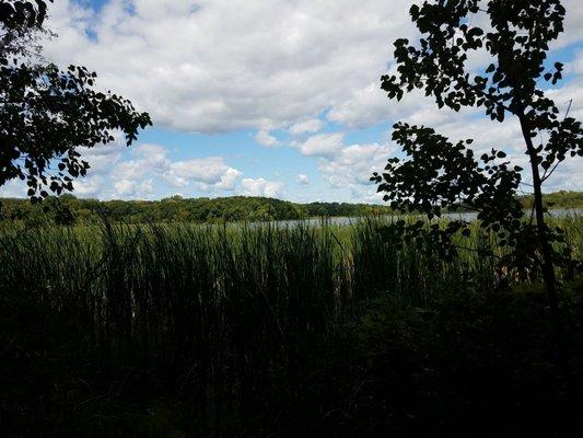 It is hard to see the lake with the tall cattails.