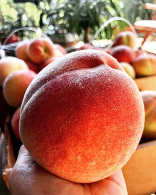 Perfectly plump, juicy and sweet peach!