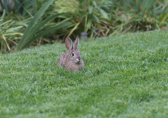 Easter is over but the bunny is still here.