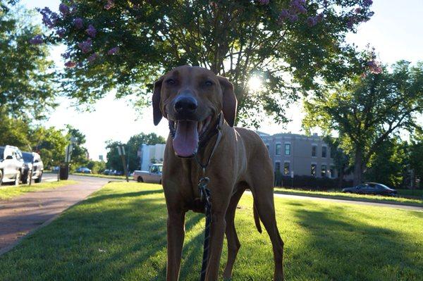 An evening walk with Tor provided a perfect opportunity for a crepe myrtle photos shoot.