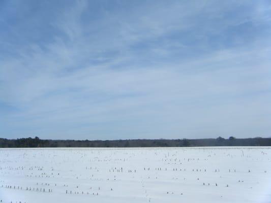 Cornfield