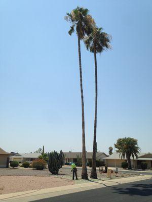 Twin Mexican Fan Palms Pre Removal