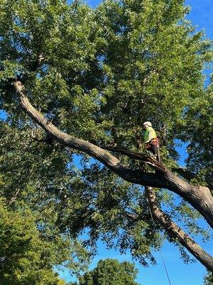 Ventura Tree Services LLC