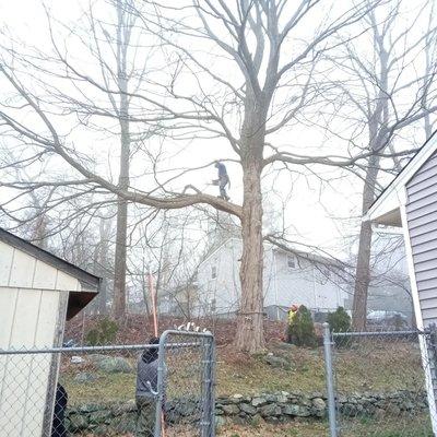 we remove trees in places where no type of machine enters
thanks to the fact that jose is a professional climber