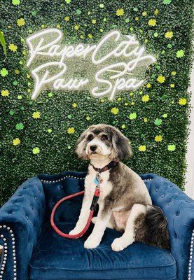 Papercity Paw Spa