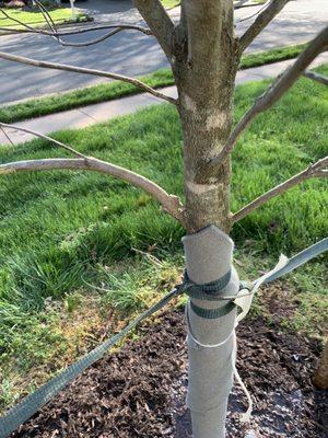 Missing bark scraped off my dogwood by Meadowes farm nursery.