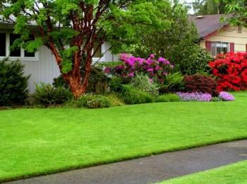 lawn fertilization