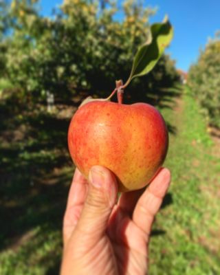 local apple!