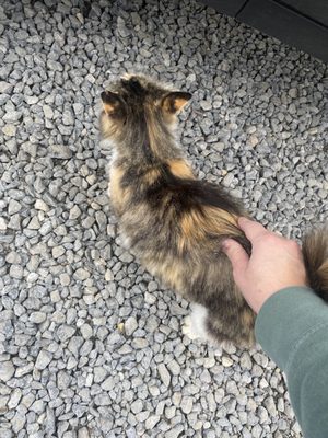 Awesome kitty that lives on the farm (one of many)