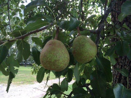 Our working farm fields are filled with various fruits and vegetables.